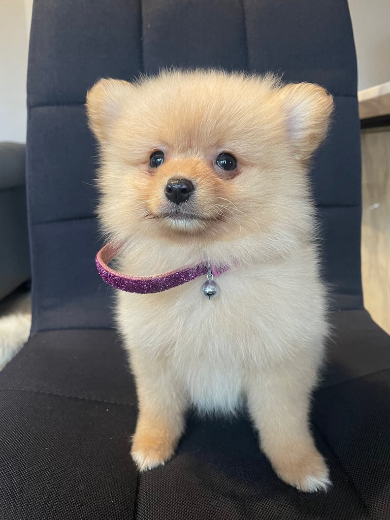 Beautiful Pomeranian puppies ready to go 