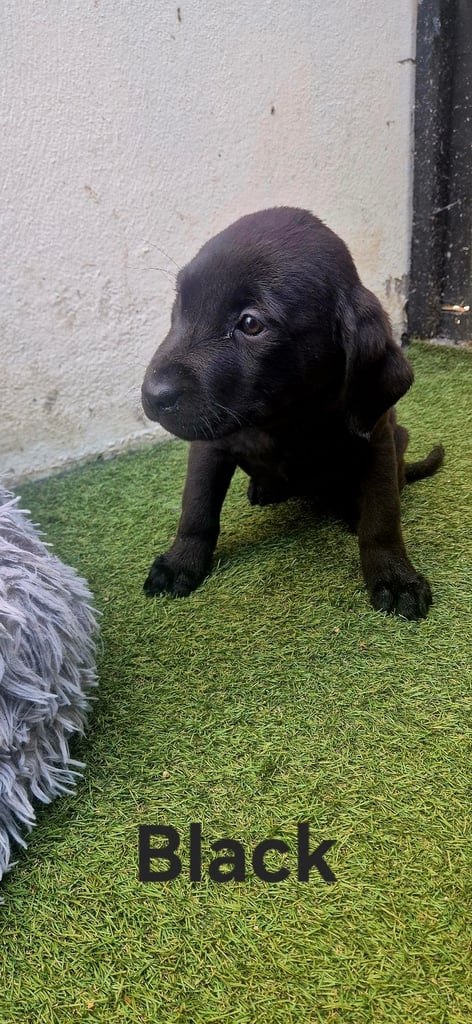 (Last female left) 12 x Full bred black labrador puppies 
