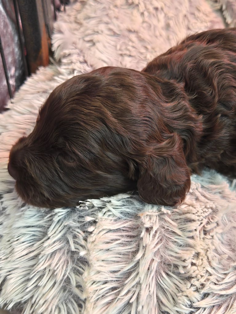 Gorgeous F1 Cockapoo Puppies