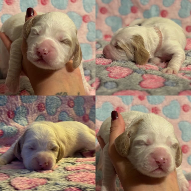 Gorgeous F2b Cockapoo puppies ready to reserve