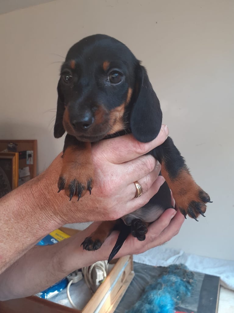 Stunning miniature Dachshund puppies ready now