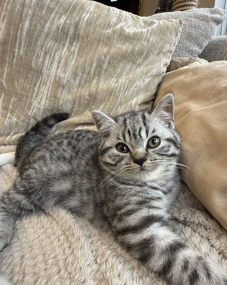 Pure BSH kittens ready to go now 