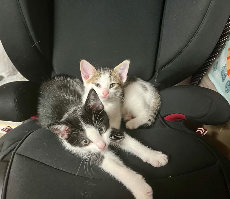 Lovely kittens ready for a new home