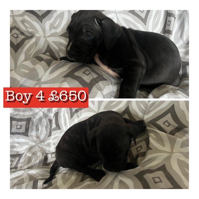 Staffy X cane corso puppies 