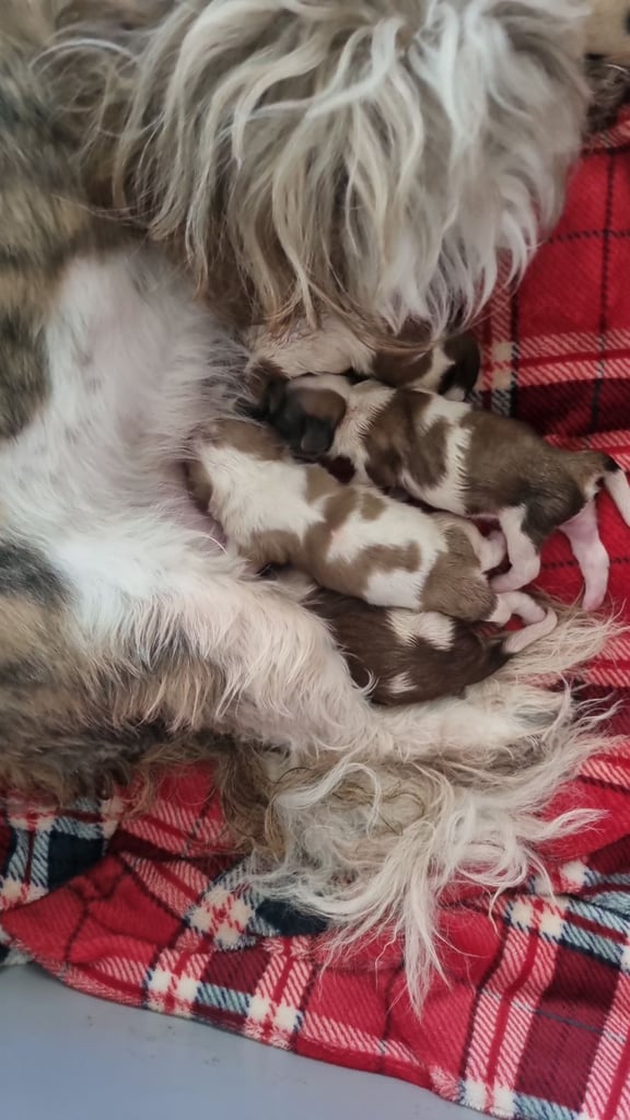 Shitzu puppies all sold now