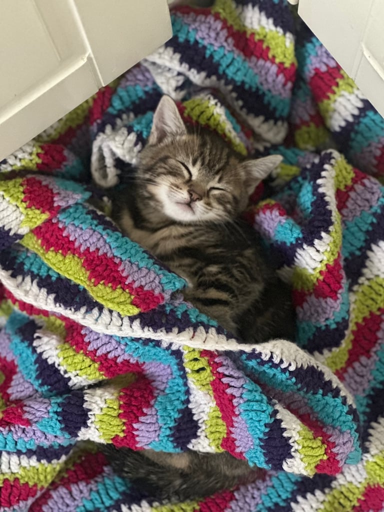 ** 2 TABBY GIRLS LEFT ** kittens for sale 