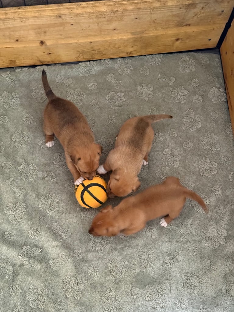 image for Miniature Jack Russell Pups