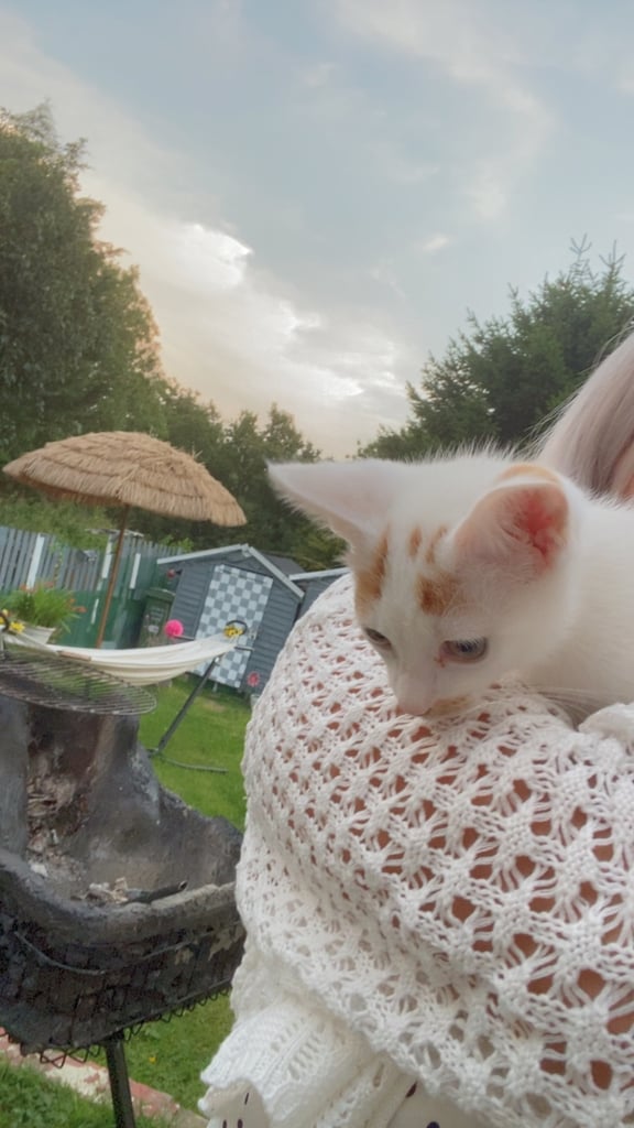 Kitten 13 weeks male  £25