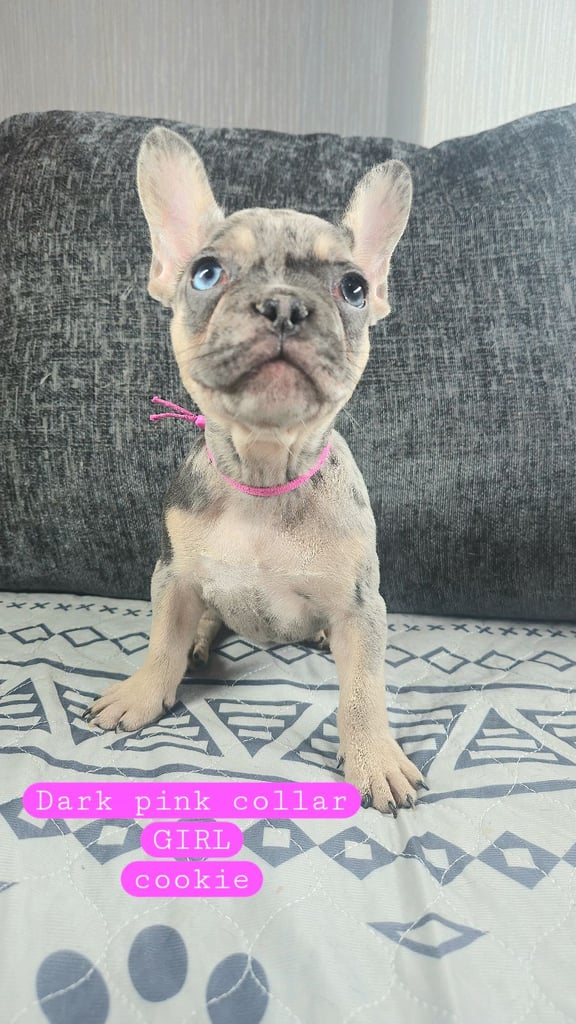 KC unique french bulldog puppies