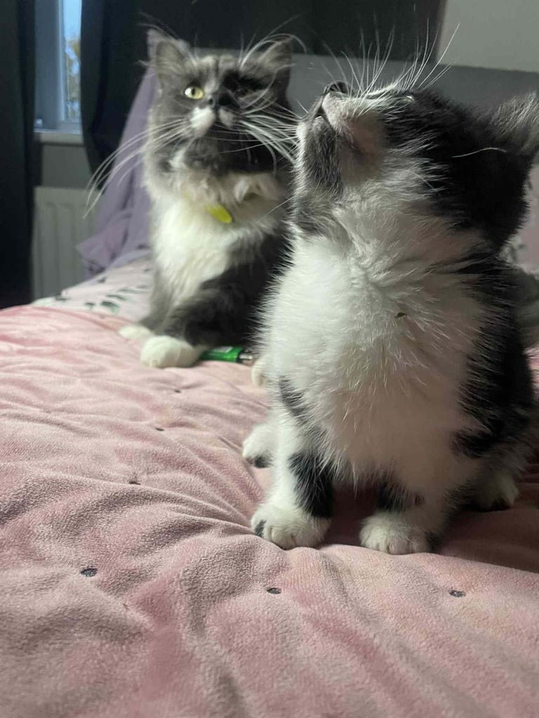 Ragdoll x maincoon fluffy kittens