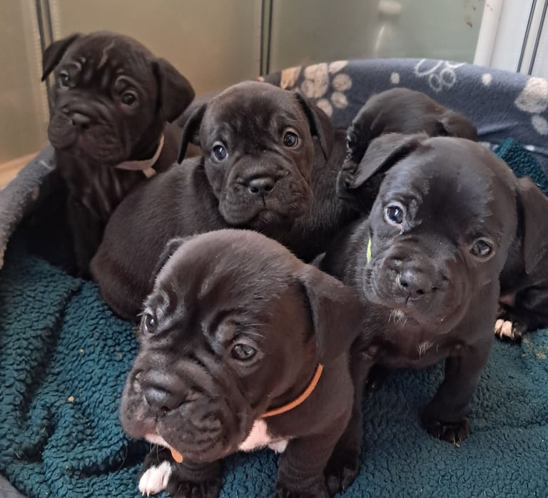 image for 4 female frenchbulldog cross puppies left, ready 17th!!