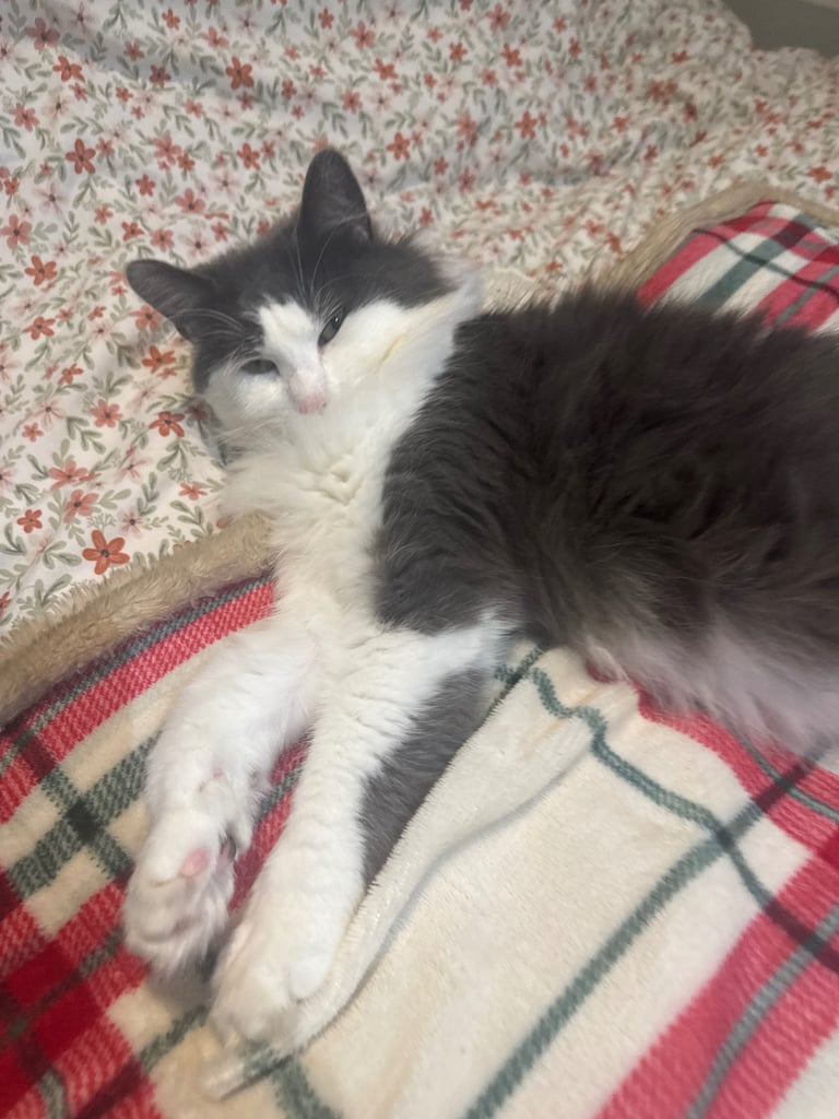 Cat two year old female grey and white 