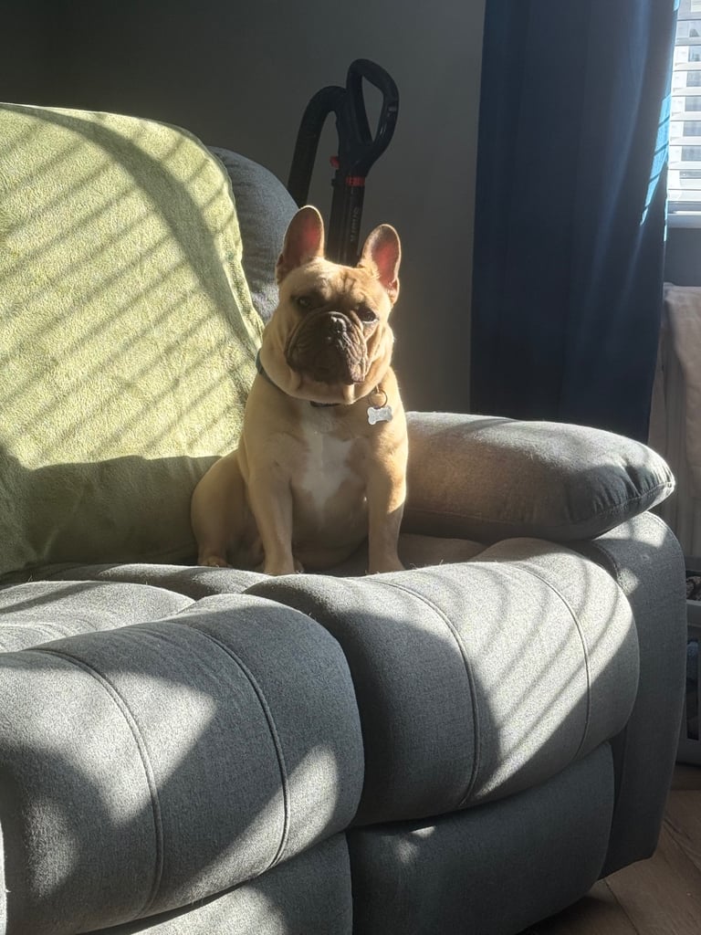 image for French bulldog male puppy