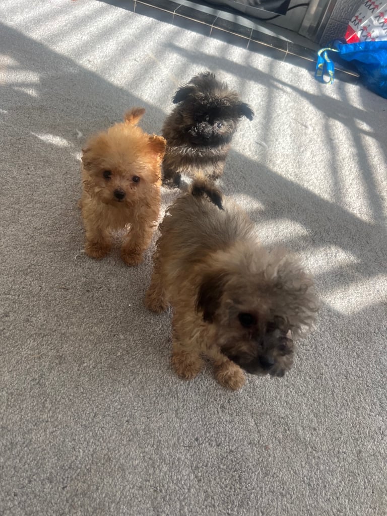 Toy poodle puppies for sale