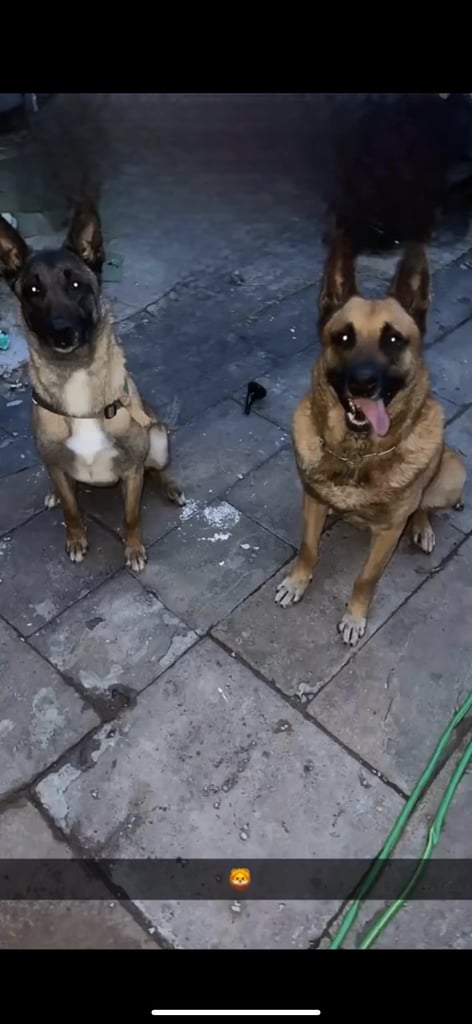 🚨 Exceptional Belgian Malinois Puppies! 🚨