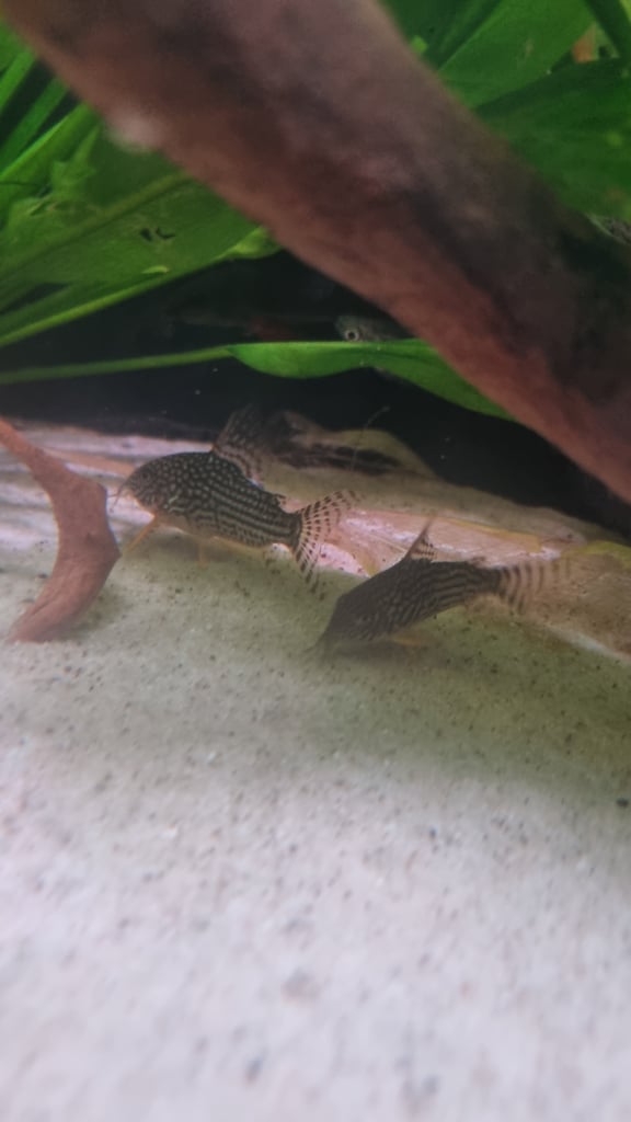 image for Free tropical fish 