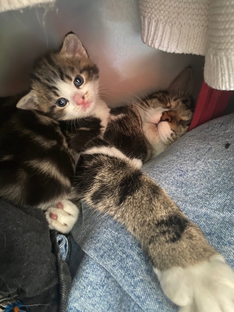 2 gorgeous little girls looking for their forever homes 