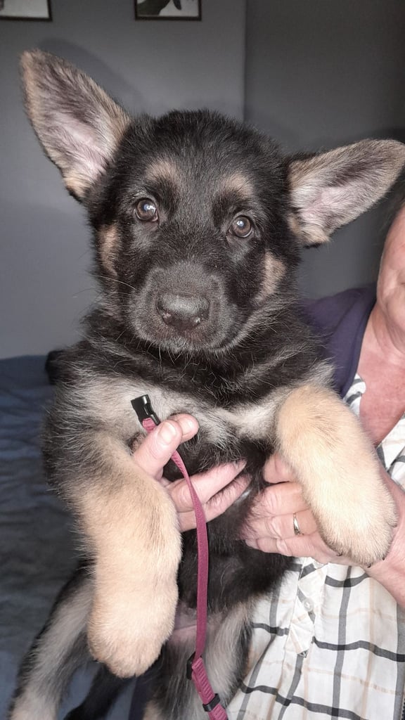 German shepherd puppies for sale 