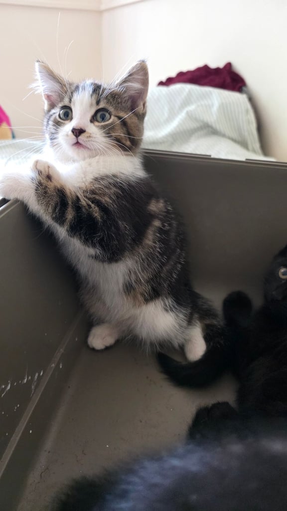 Adorable kittens 