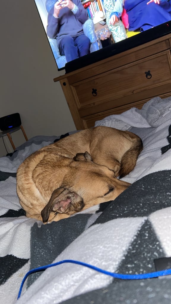 Dog for sale 