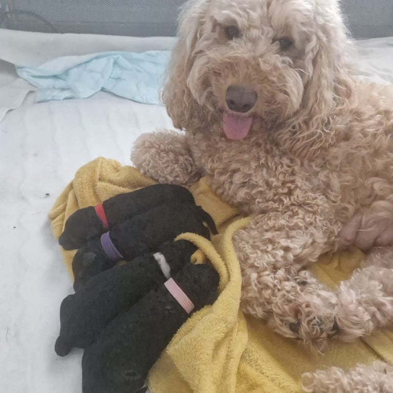 Gorgeous F1b Cockapoo 