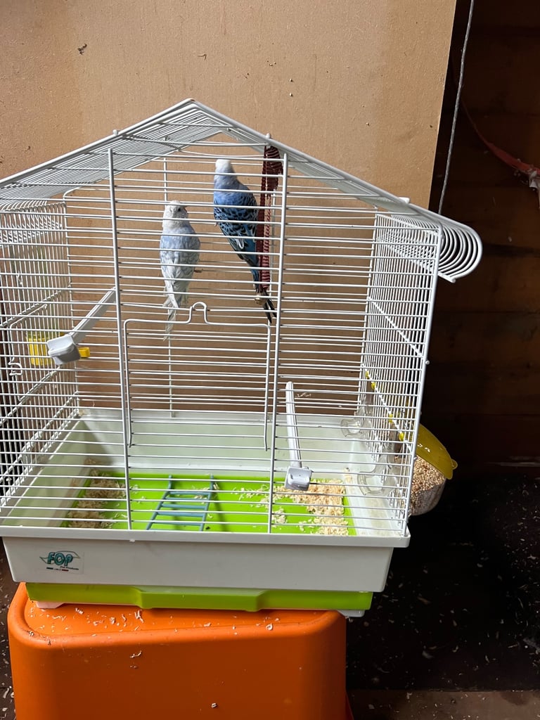 Pair of budgies with cage