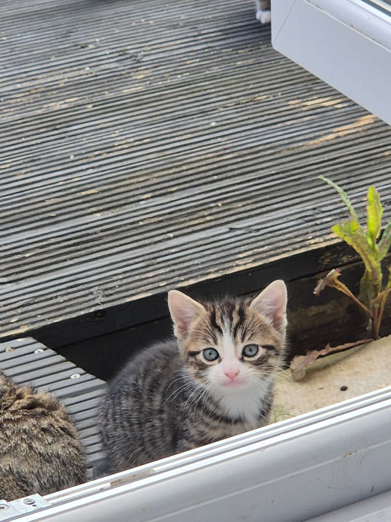 Beautiful male tabby kitten