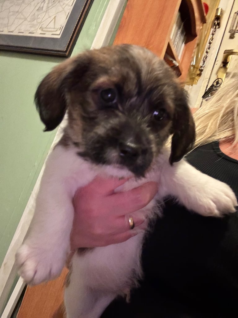 Lhasa apso mixed breed puppies ready 19th October 
