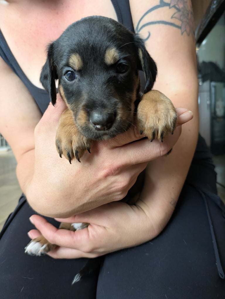 8 Springer, jack X staffy,whippet,saluki,bull greyhound puppies 
