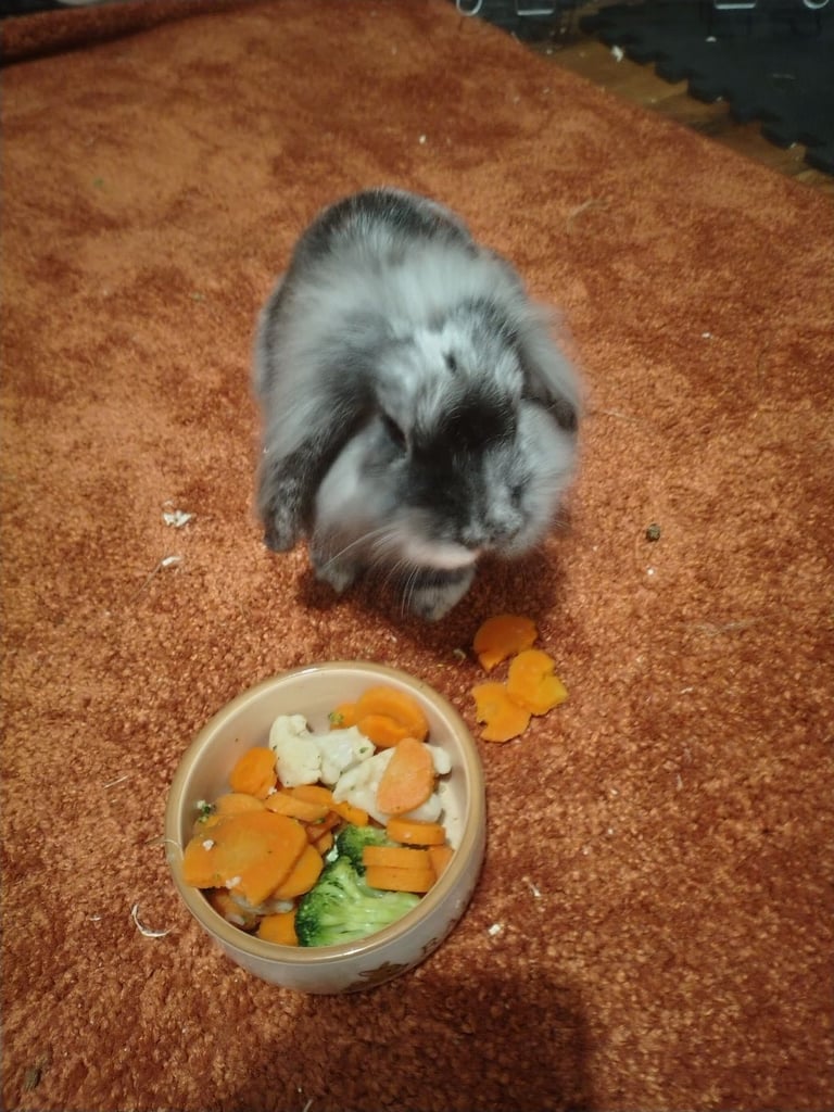 Pet rabbits and cage 