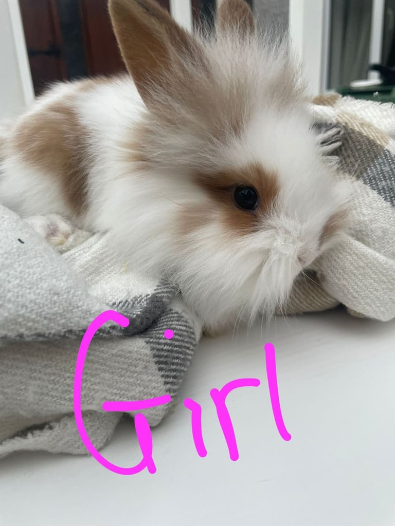 image for Baby bunnies 