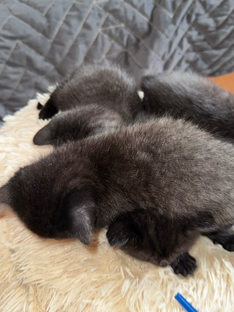 Black cats 