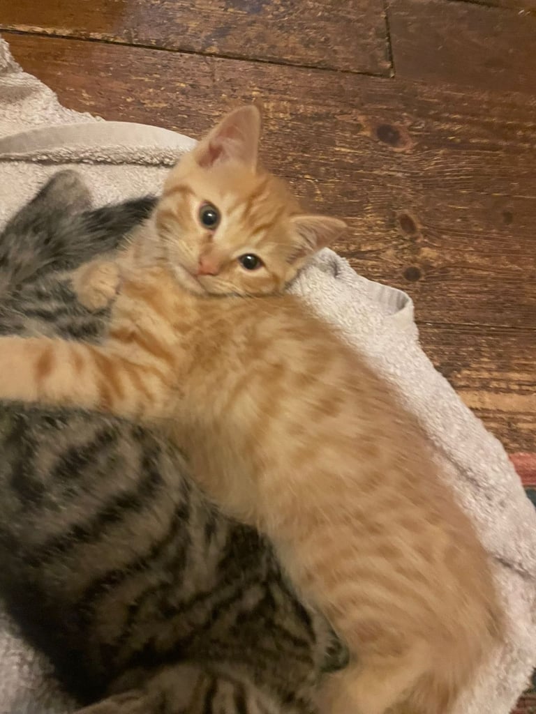 Beautiful kittens for sale 