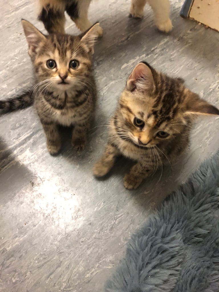 image for Cute kittens
