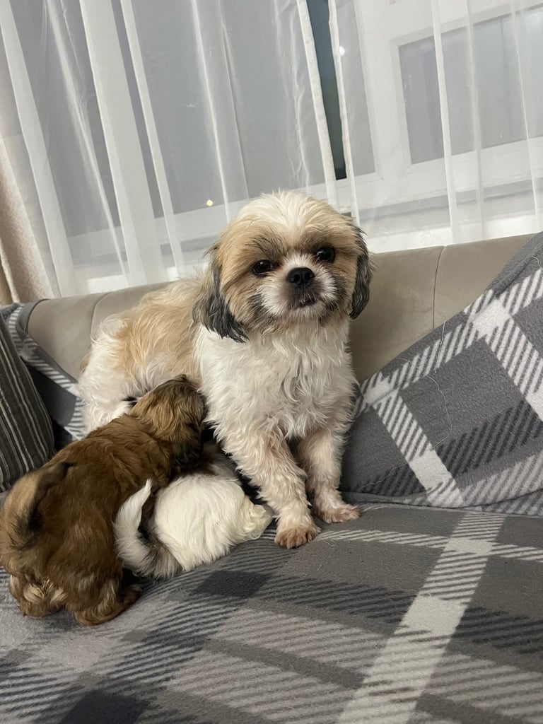 Beautiful Shih Tzu Puppies – 1 Boy & 1 Girl 🩷💙