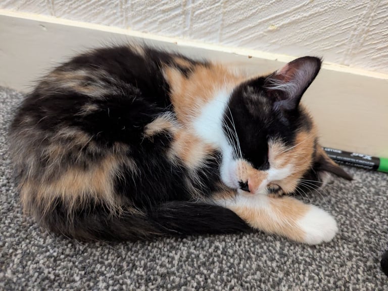 Beautiful kitten for sale *Reduced Price*