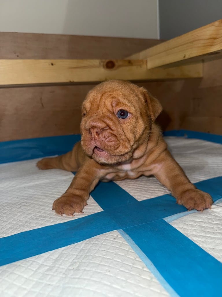 Beautiful Female English Bulldog Puppy 🩷