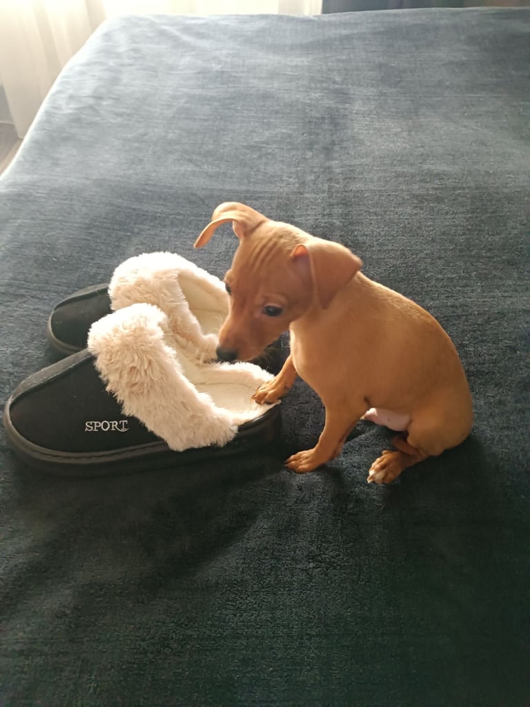 Miniature Pinscher puppies 