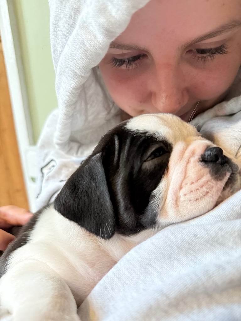 7 Adorable Olde English Bulldog/ French / Pug Bulldog puppies for sale ❤️
