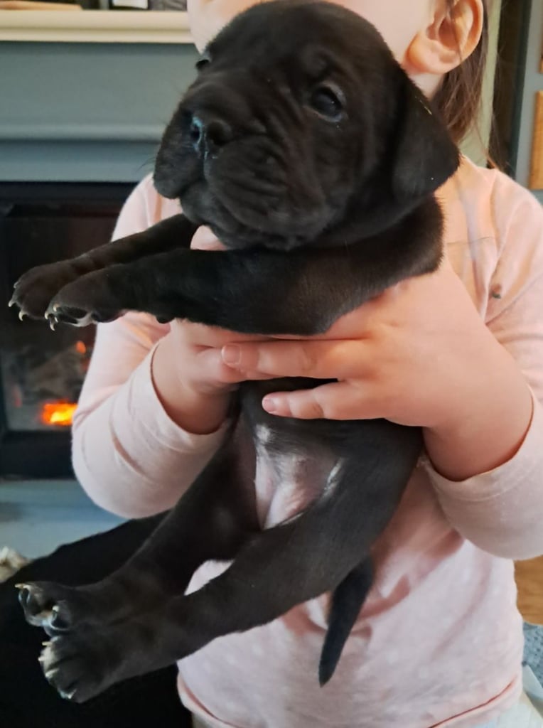 Frenchbulldog cross puppies 5 left 