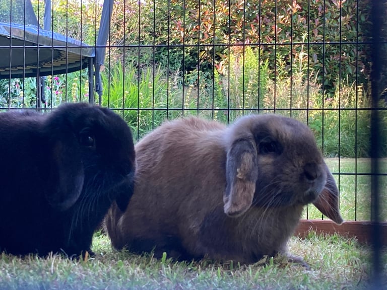 Two rabbits wanting a loving home