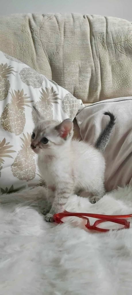 Maine coon cream kittens 
