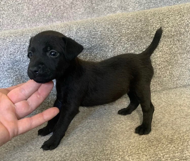 image for Patterdale terrier puppies 