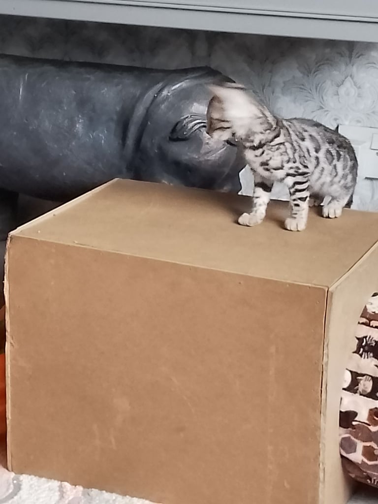 Silver bengals 