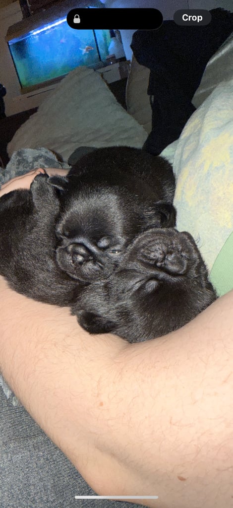 KC Pug Puppies 