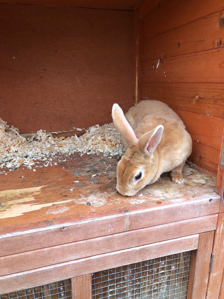 Male and female rabbits 