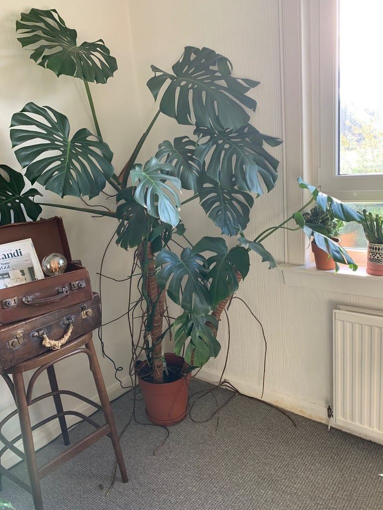 Large Monstera  (Swiss cheese plant) 6 foot tall 