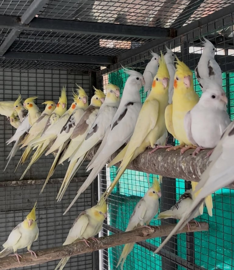 Baby Budgies & Cockatiels – Hand-Tame – From £20