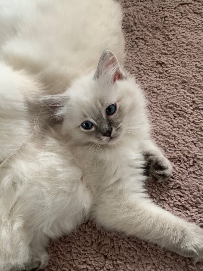 Pure Ragdoll kittens ready now!!