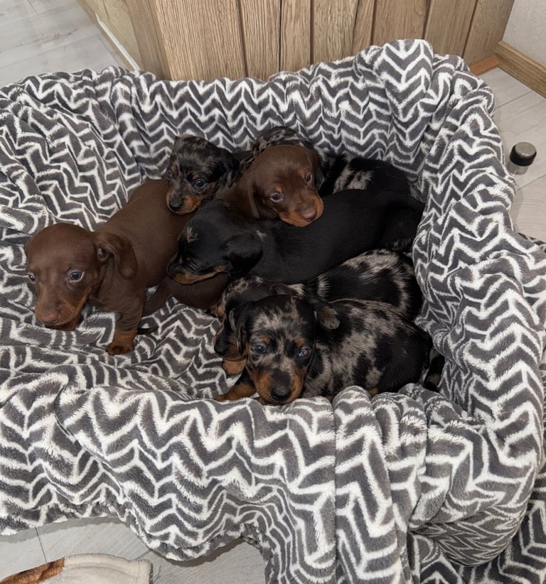 Miniature dachshund puppies 